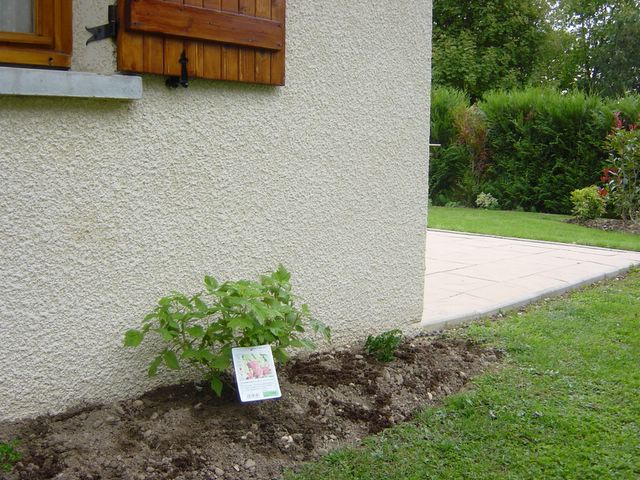 dsc02778.jpg