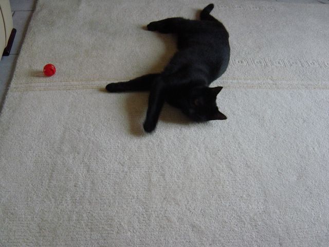 dsc02413.jpg