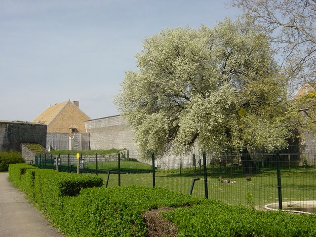dsc02446.jpg