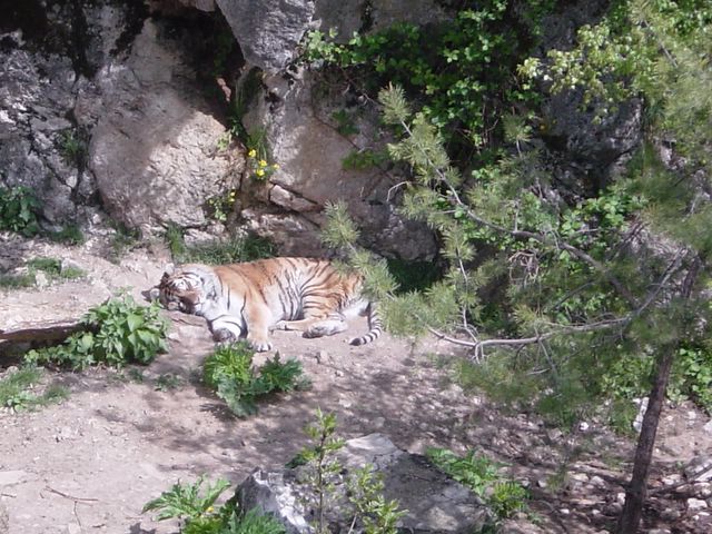 dsc02453.jpg