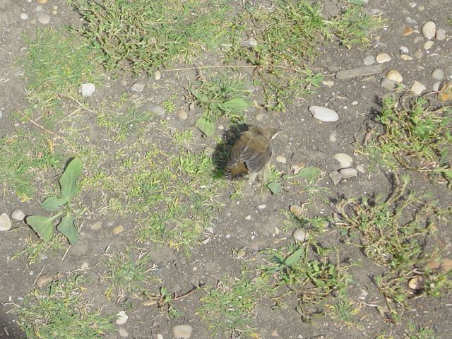 dsc03273.jpg
