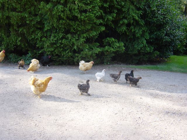 dsc03265.jpg