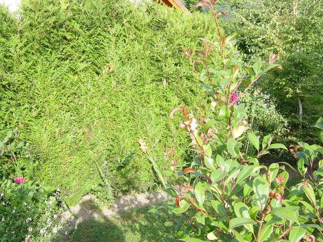 dsc03925.jpg