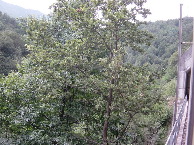 dsc03807.jpg